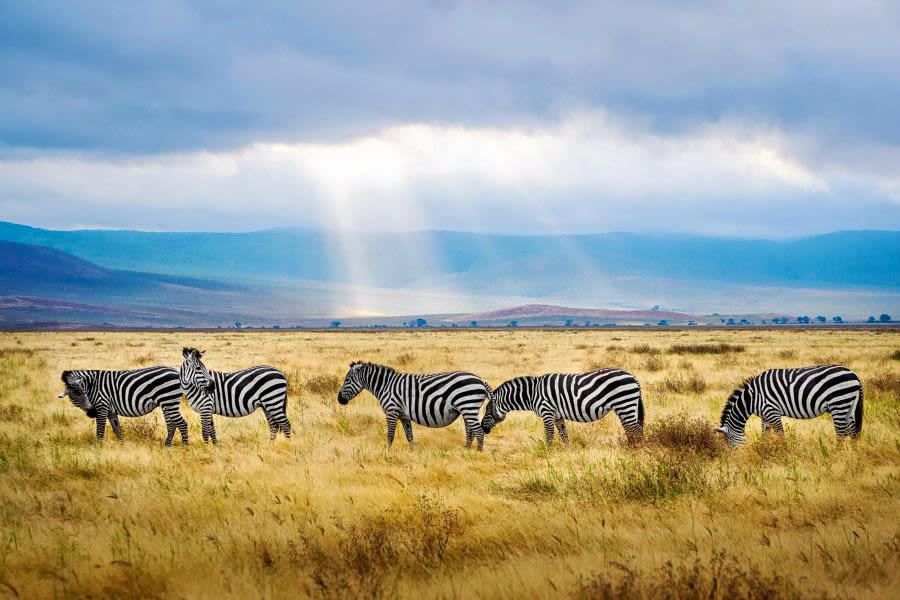 Zebras grazing