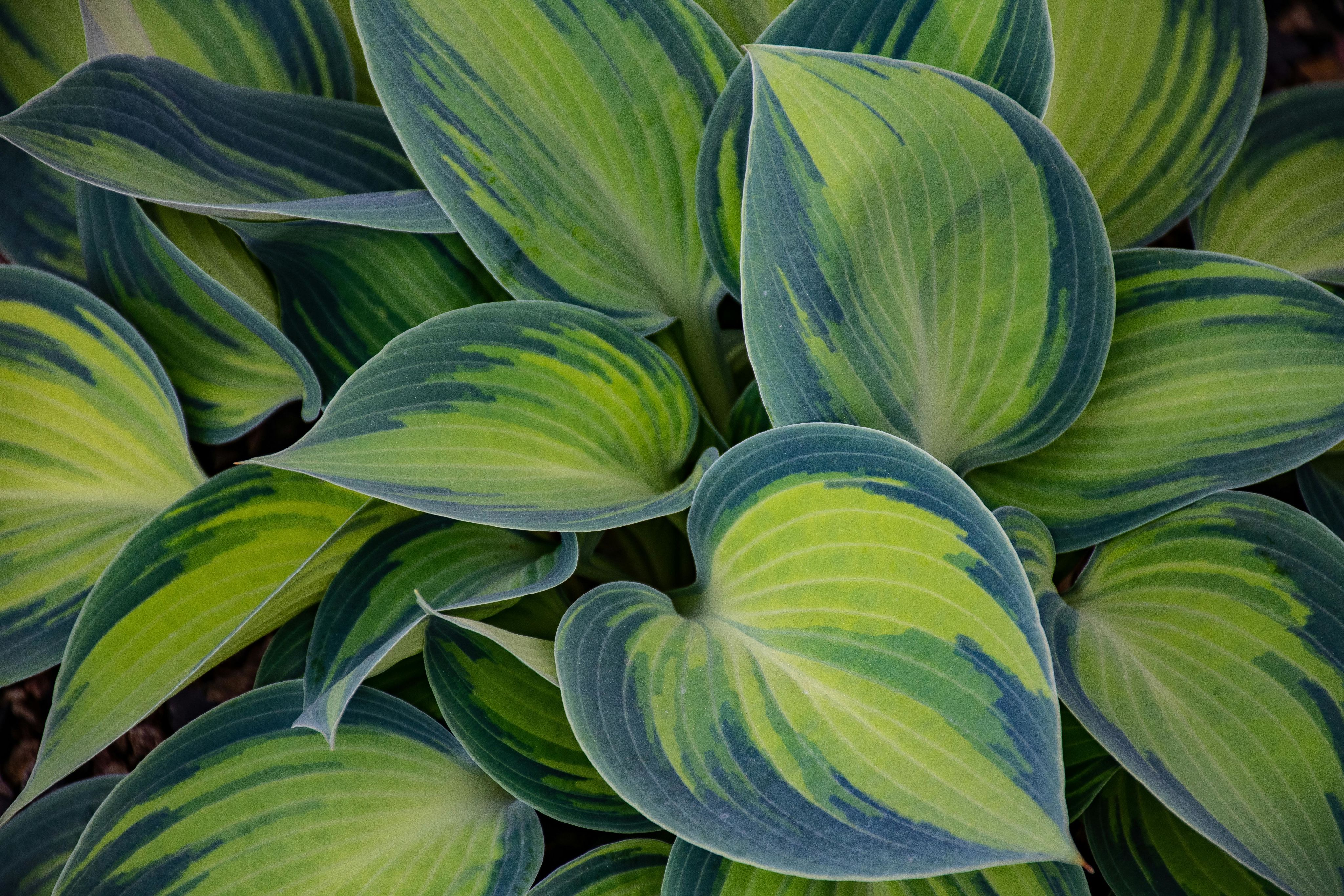 Detailed close-up of vibrant green hosta leaves showcasing natural patterns and freshness.