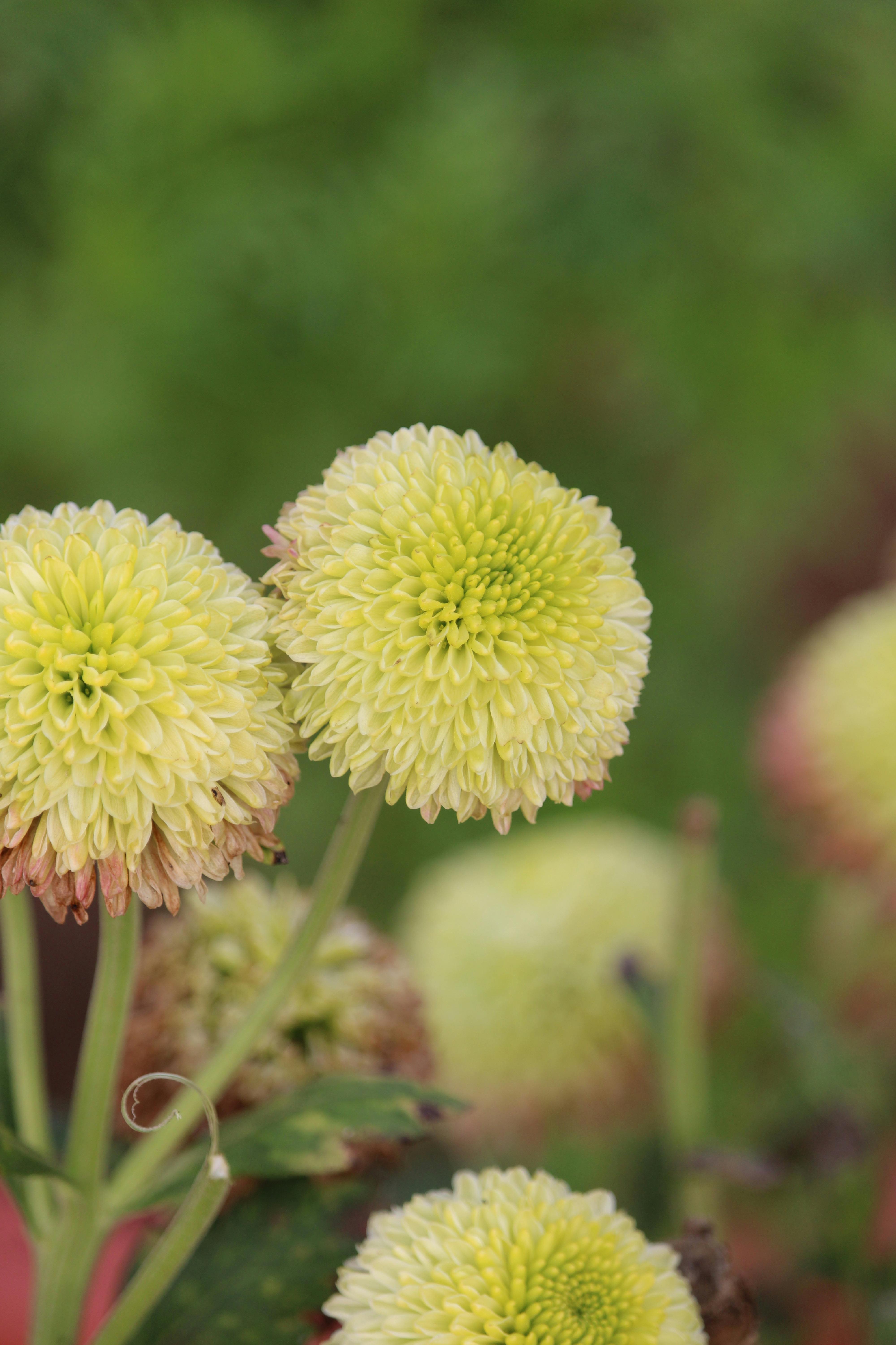 Detailed view of green chrysanthemum flowers in bloom with a natural background.