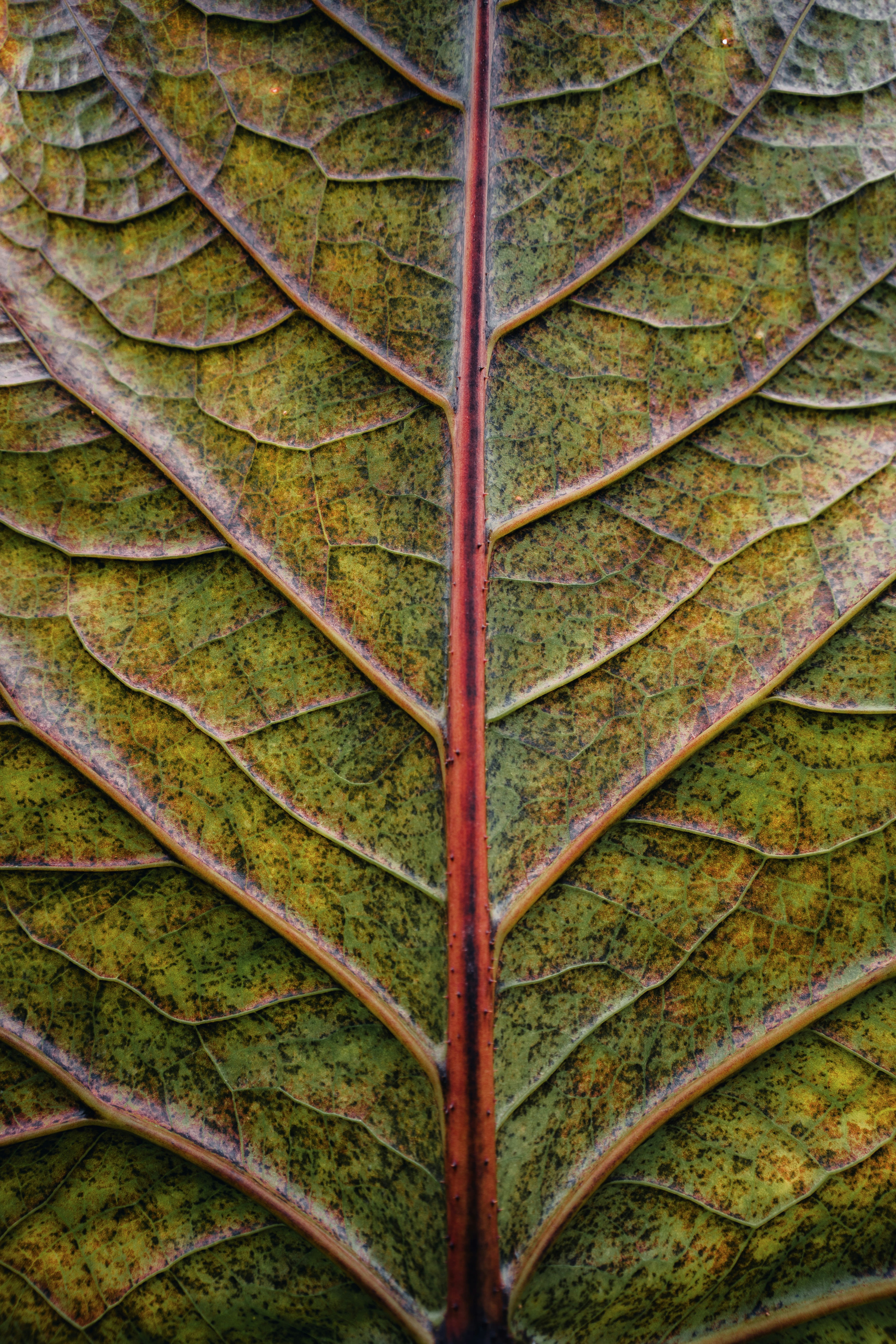 Close-up of a textured leaf with a prominent central vein.