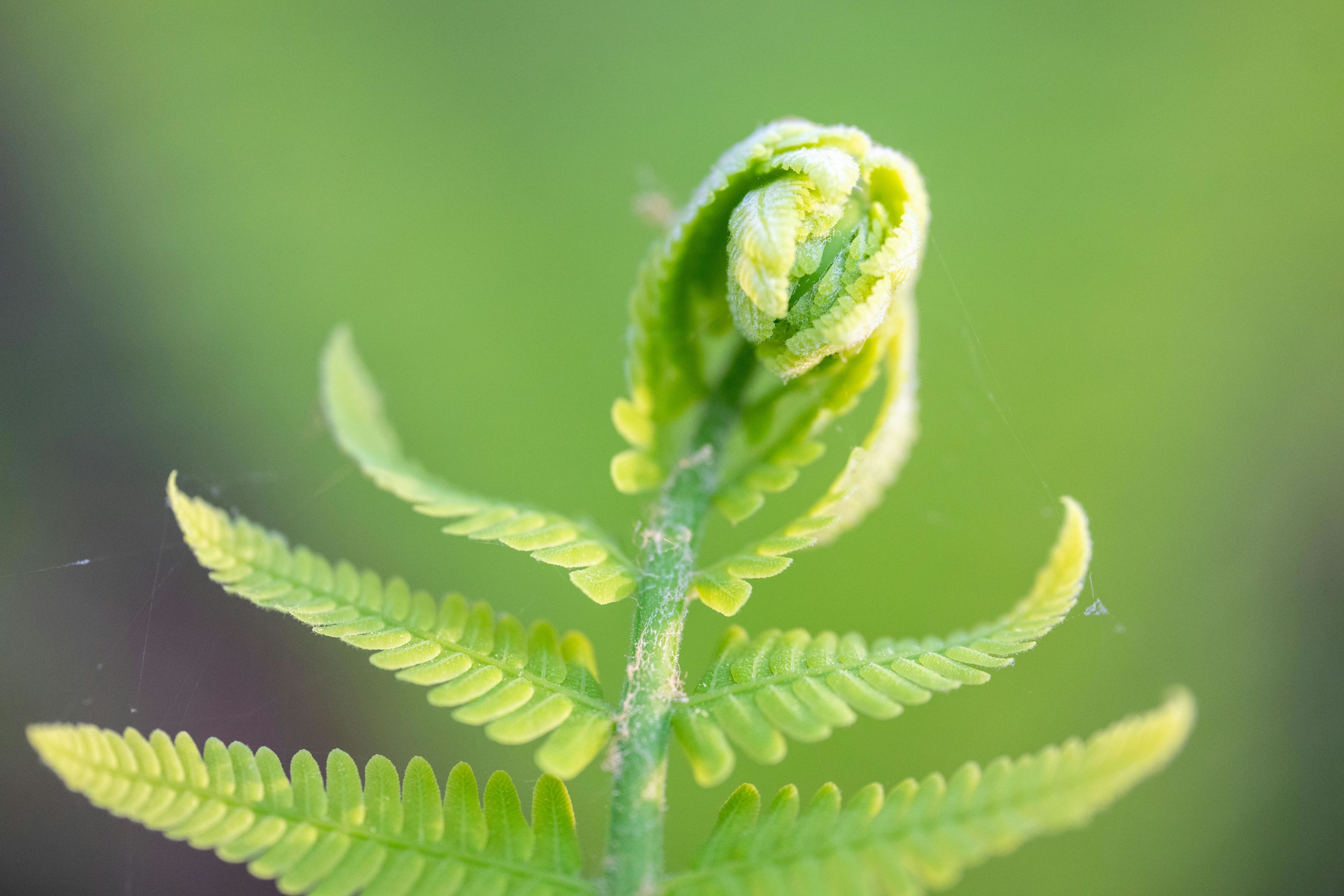Detailed macro photo of a young fern frond unfurling, showcasing natural growth and texture.