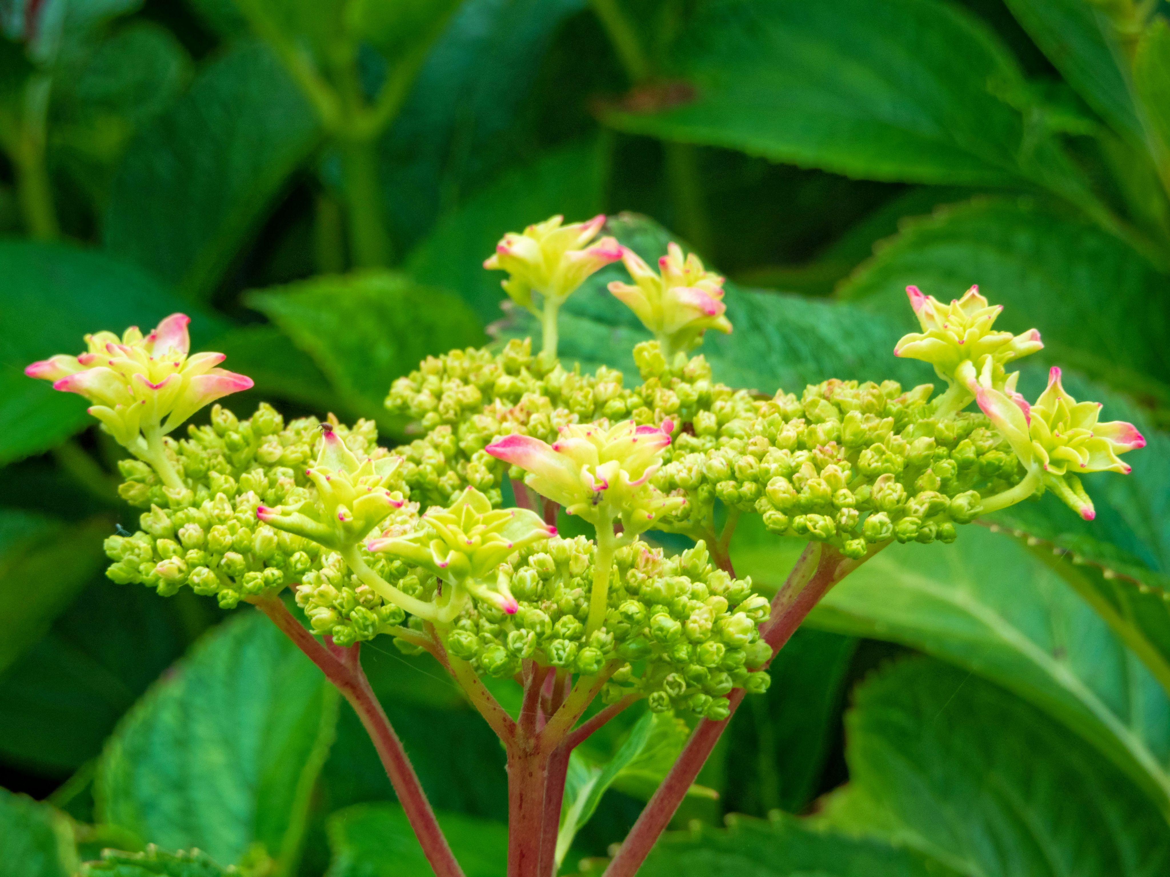 a close-up of some flowers